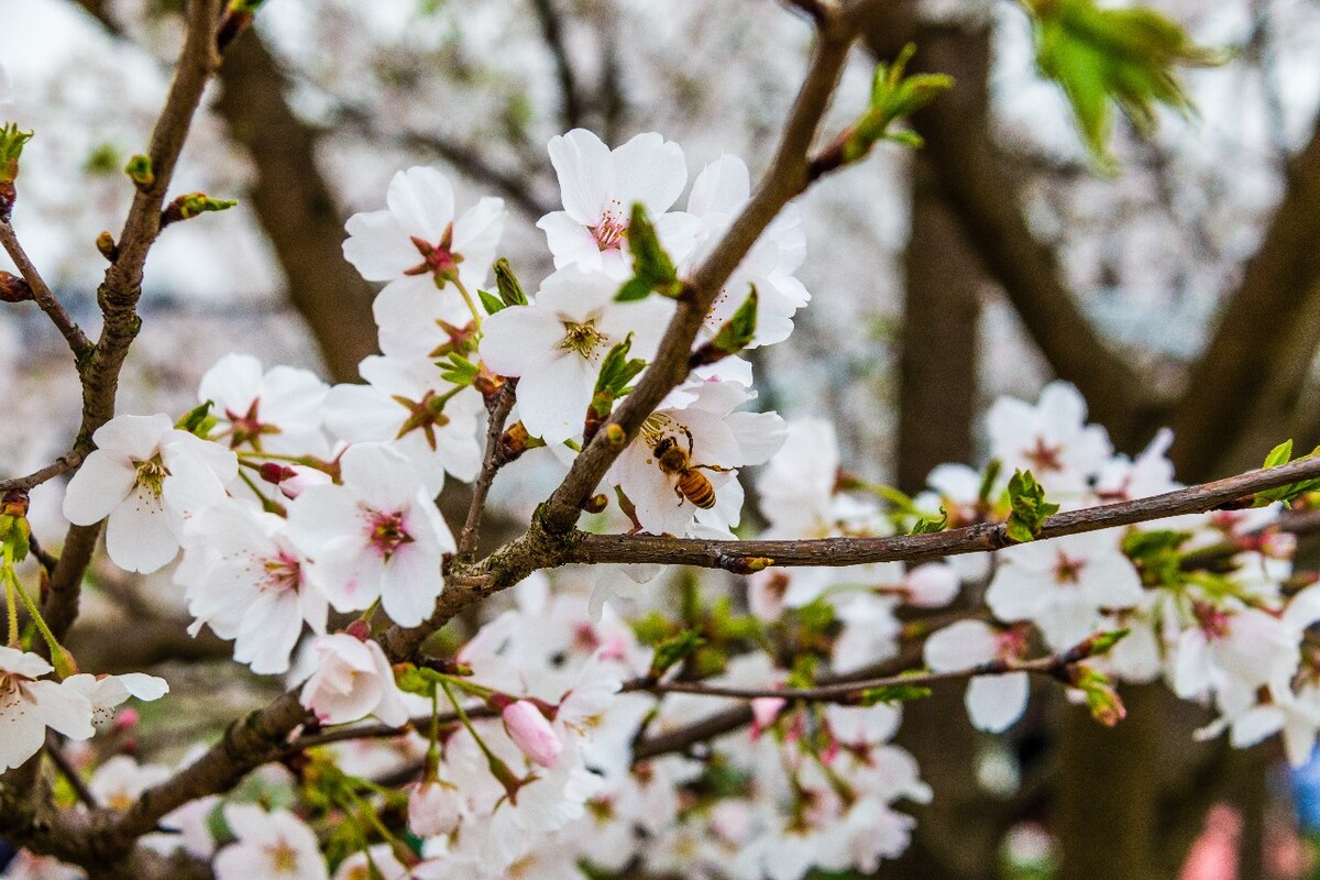 日本樱花 樱花 东京樱花 Cherry Tree 花儿 花卉 植物 太子湾樱花 樱花