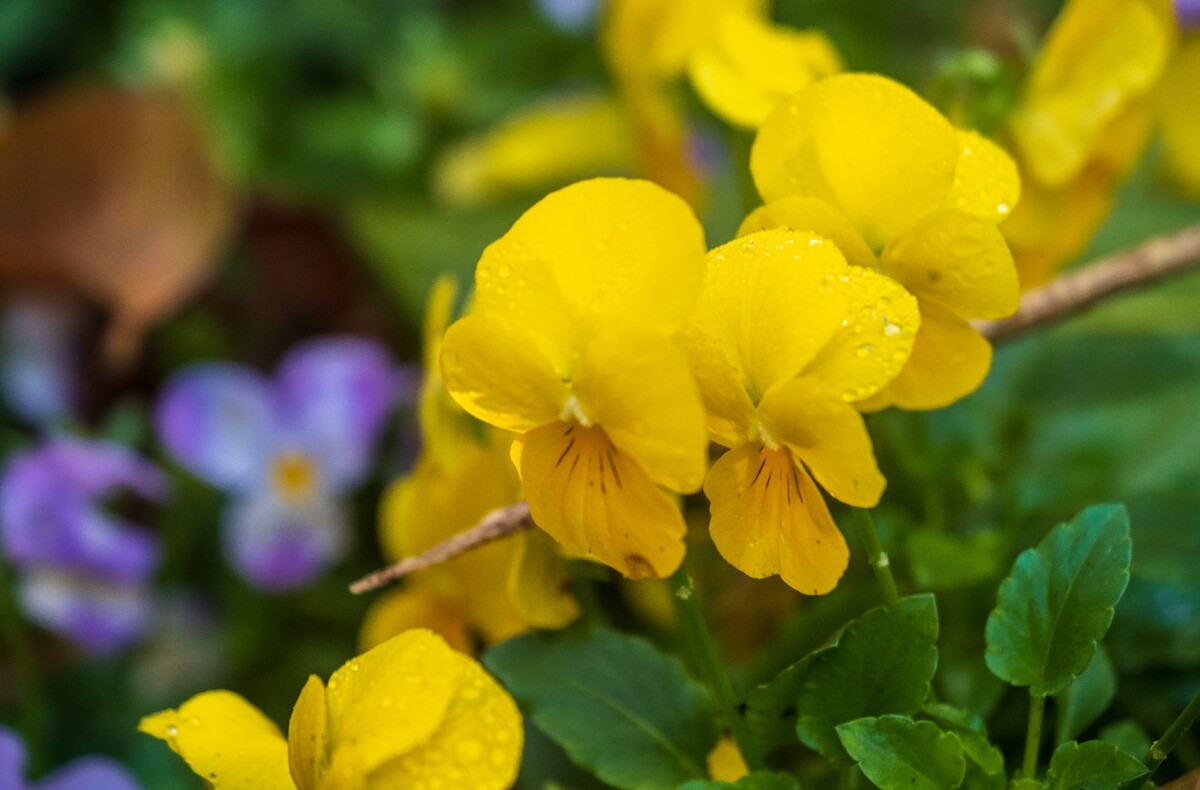 花儿 花卉 花草 自然 风景 风光 摄影 图片 素材 植物 小花 香堇菜