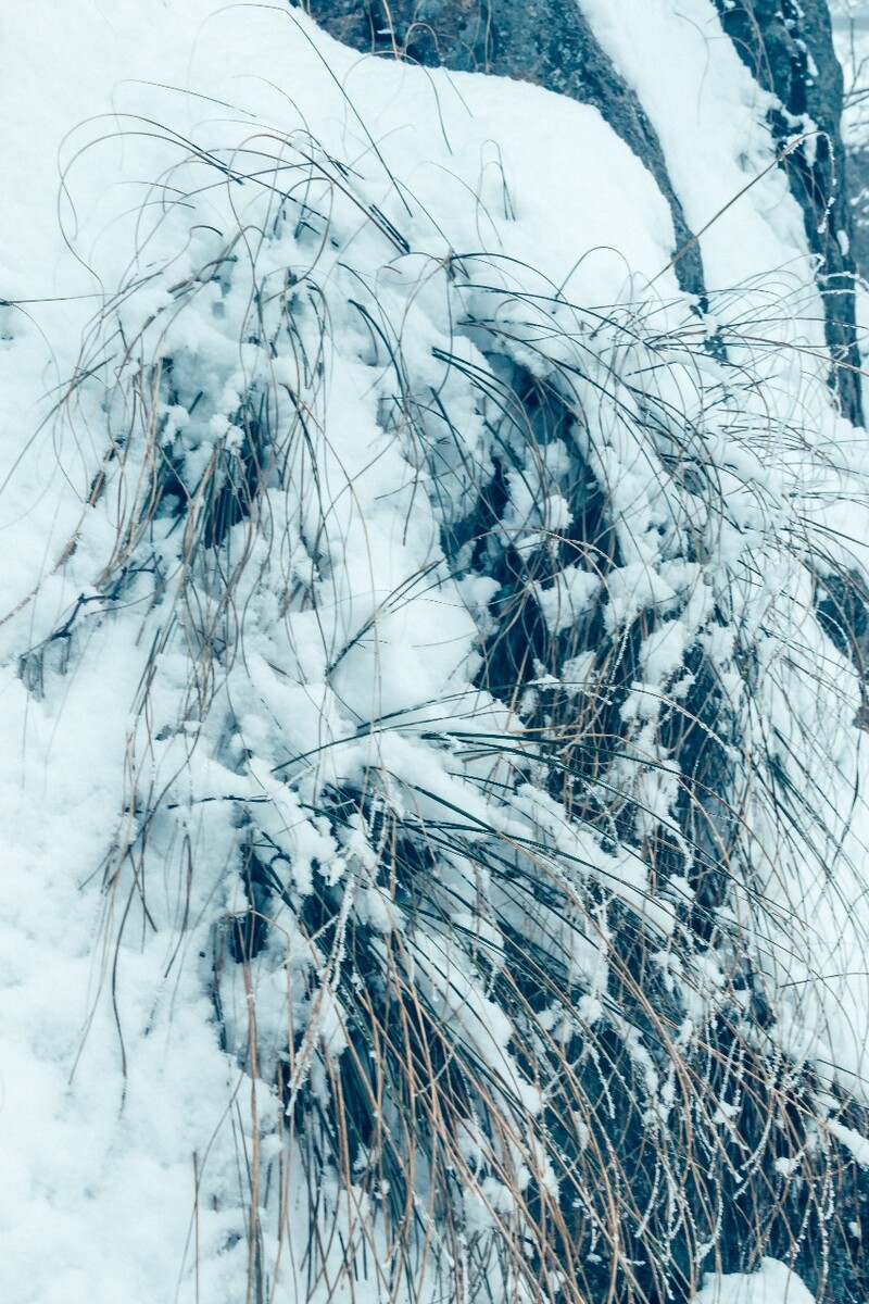 雪景 自然 风景 自然风光 大自然 黄山雪景 黄山风光 树枝上的雪 积雪 千里冰封 万里雪飘 银妆素裹