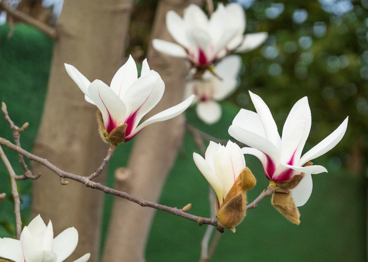白玉兰 木兰 玉兰花 迎春花 望春 应春花 玉堂春 辛夷花 玉兰
