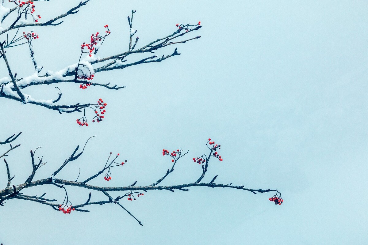 雪景 大自然 自然 风光 黄山雪景 摄影 银妆素裹 千里冰封 万里雪飘 旅游 树枝上的雪 森林雪景 果实