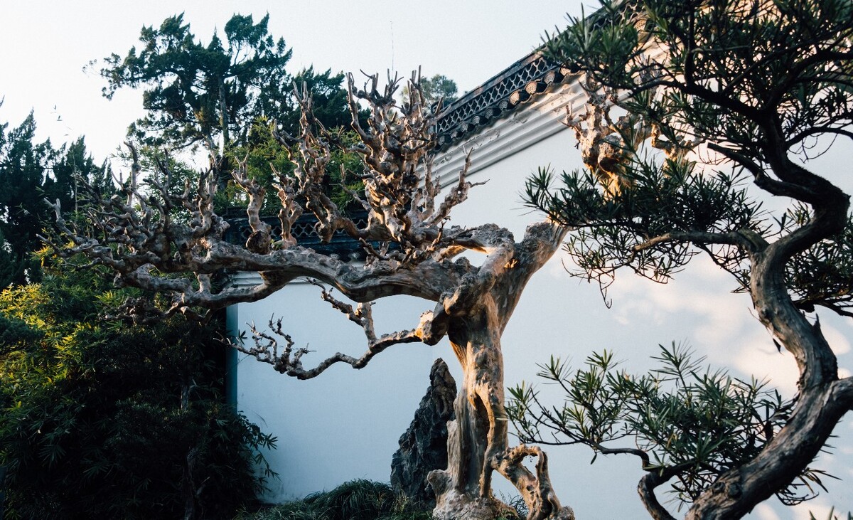 光 光影 影子 紫薇 阳光 光线 一束光 形状 树枝 树木 摄影