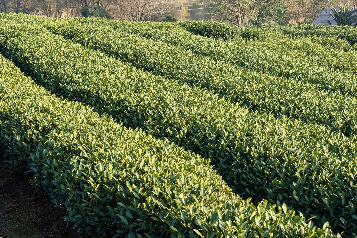 龙井茶园 茶园风光 茶园 茶园风貌 摄影 茶叶 茶 茶园 龙井茶 风光 特写 摄影 茶艺 龙井茶叶