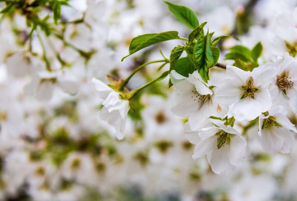 日本樱花 樱花 东京樱花 Cherry Tree 花儿 花卉 植物 太子湾樱花 樱花