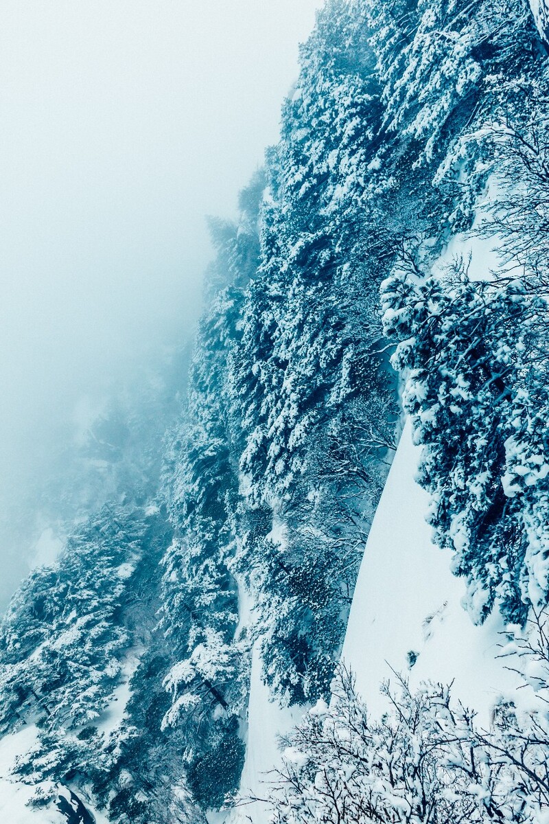 雪景 大自然 自然 风光 黄山雪景 摄影 银妆素裹 千里冰封 万里雪飘 旅游 树枝上的雪 森林雪景