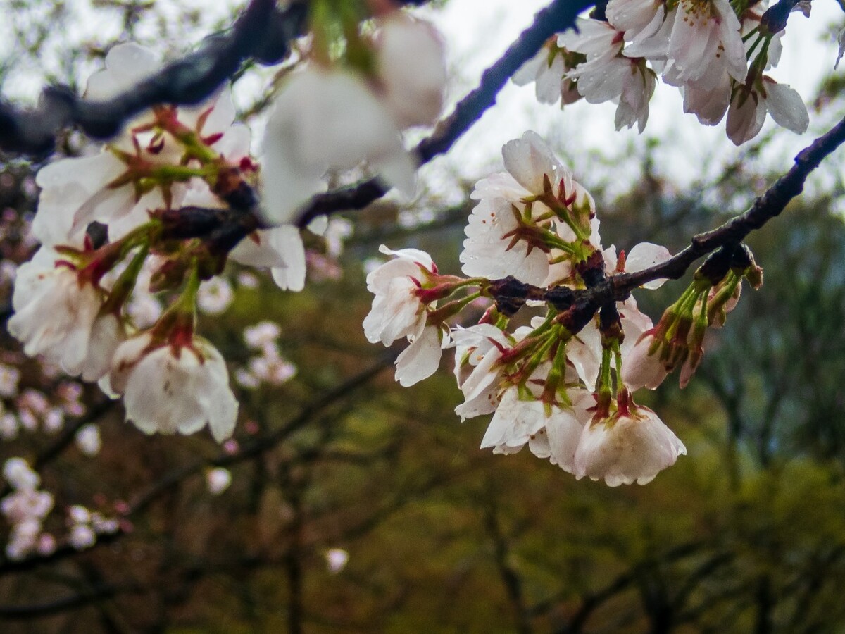 日本樱花 樱花 东京樱花 Cherry Tree 花儿 花卉 植物 太子湾樱花