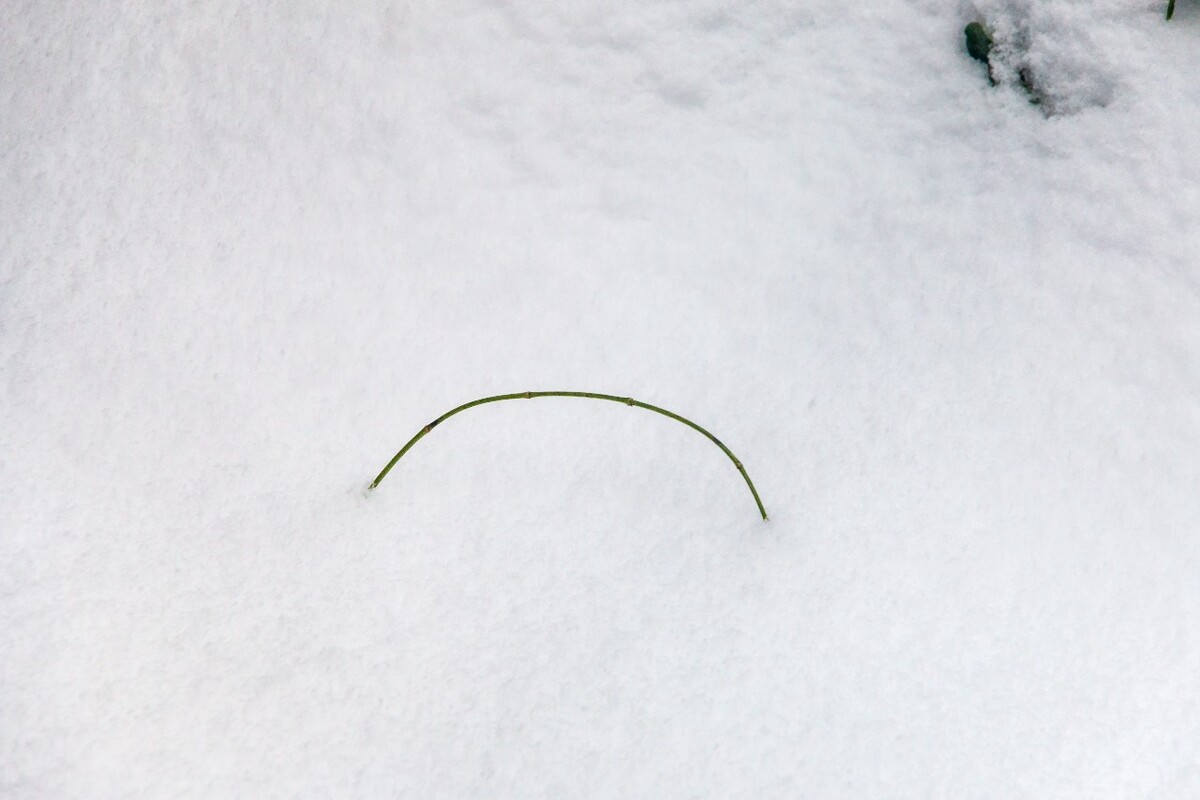 摄影 雪景 大自然 黄山 黄山雪景 雪中黄山 森林雪景 植物上的雪 小草