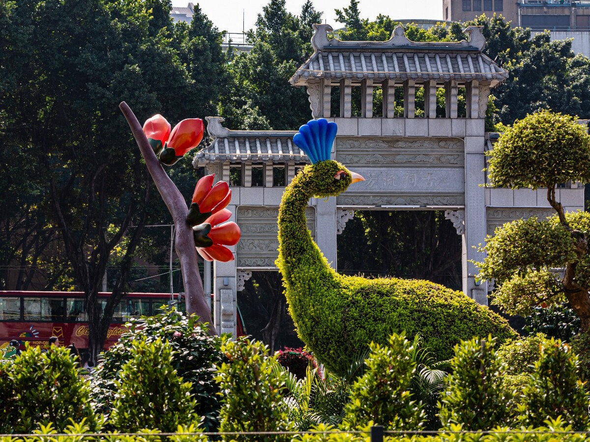 孔雀 凤凰 花 鸟 植物 花草 园艺 花城 摄影 特写