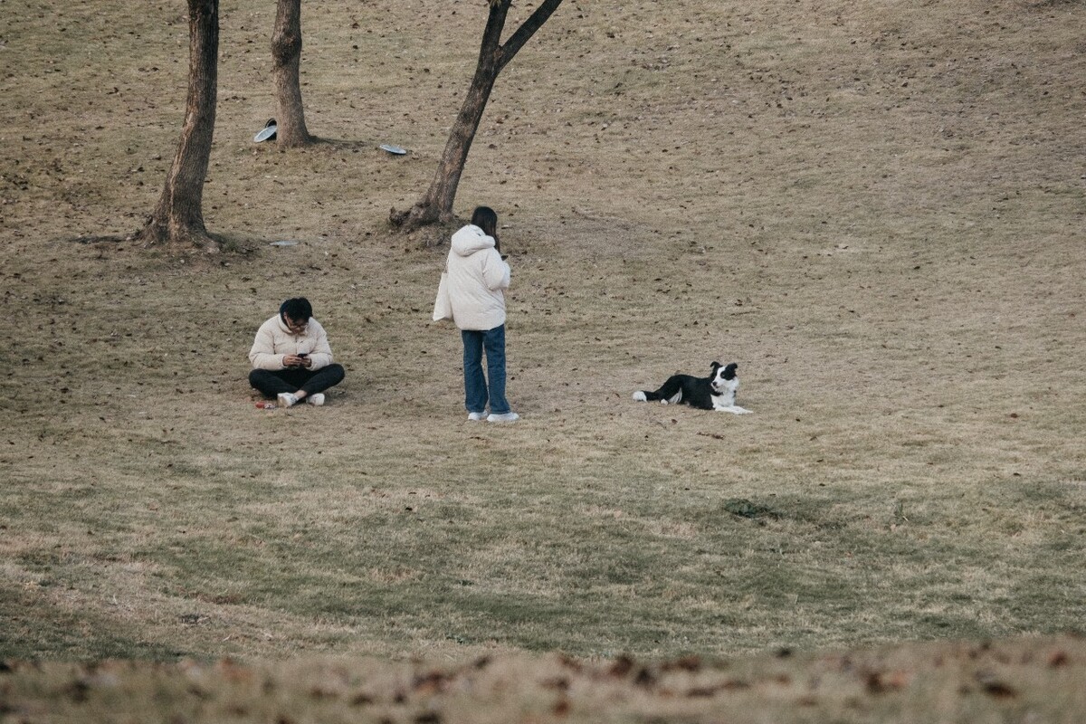 人与动物 宠物摄影 摄影 动物 边牧 边境牧羊犬 如影随形 飞盘狗世界杯大赛的主角 和睦相处 嬉戏 训练