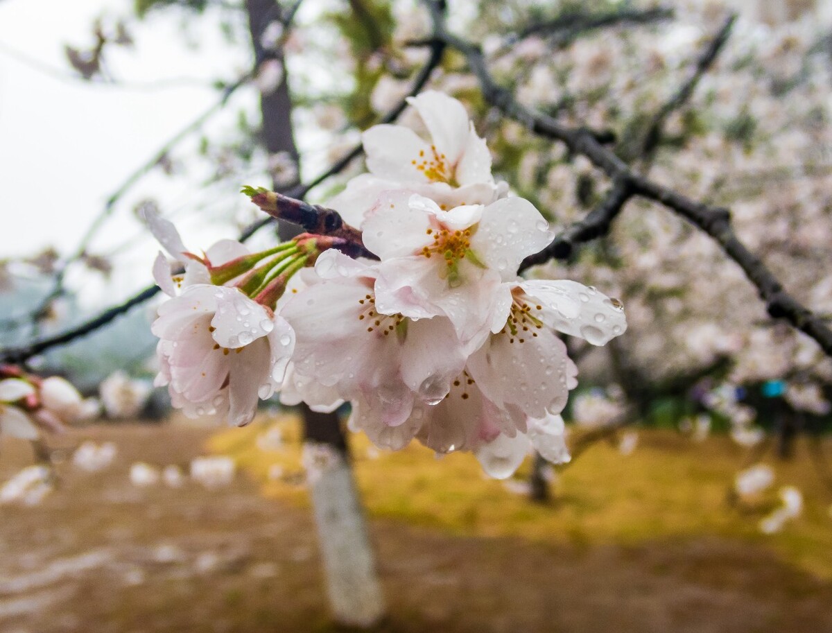 日本樱花 樱花 东京樱花 Cherry Tree 花儿 花卉 植物 太子湾樱花