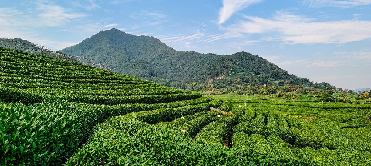 茶园 茶叶 茶村 龙坞 茶山 茶镇 龙坞茶山 杭州龙坞茶园 杭州龙坞茶村 杭州龙坞茶山