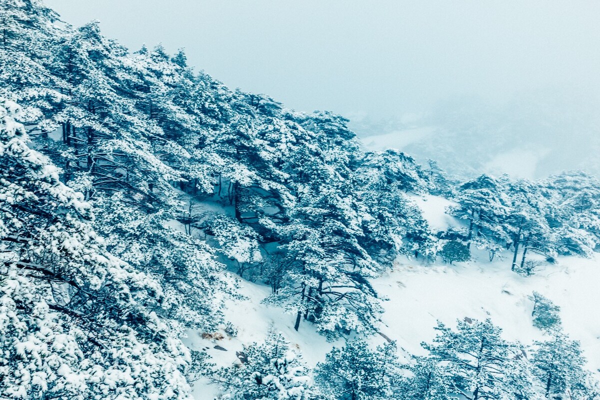 雪山 雪景 大自然 自然风光 银妆素裹 万里雪飘 黄山雪景 黄山 雪后的黄山 旅游 旅行 森林雪景