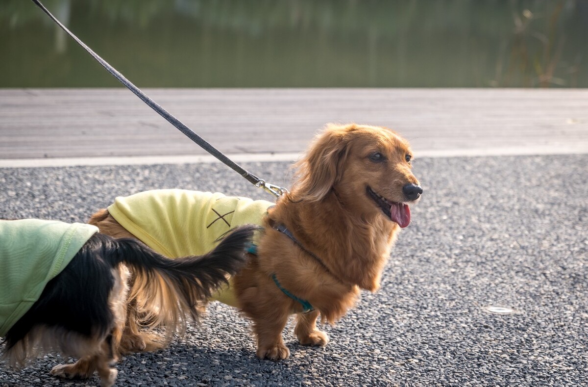 腊肠犬 金毛 狗狗 宠物 旺星人 摄影 特写 图片 宠物摄影 猎犬