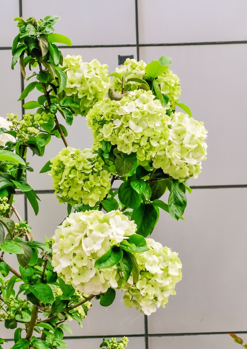 八仙花 粉团花 草绣球 紫绣球 紫阳花 绣球 大八仙花 花朵 花草 摄影 植物