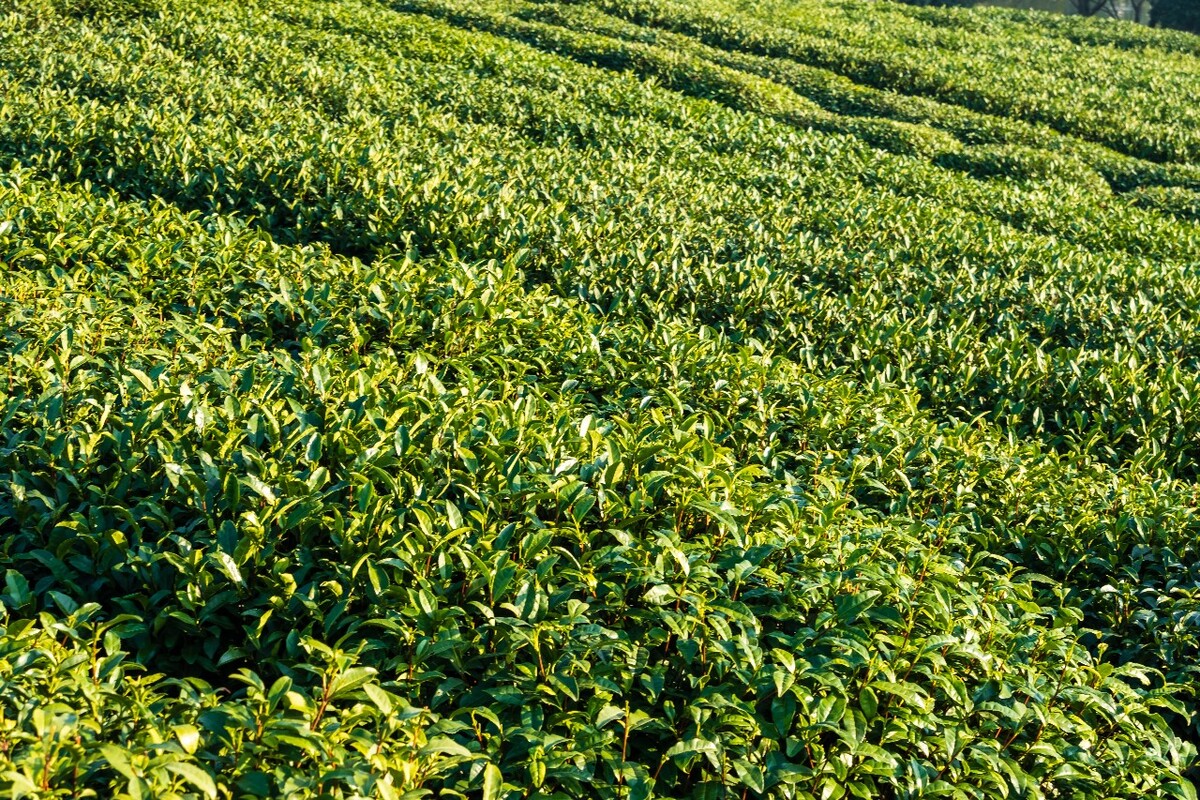 龙井茶园 茶园风光 茶园 茶园风貌 摄影 茶叶 茶 茶园 龙井茶 风光 特写 摄影 茶艺 龙井茶叶