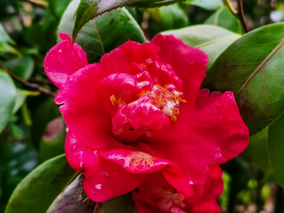 茶花 红色的花 落花 落红不是无情物,化作春泥更护花 摄影 素材 花卉 花朵