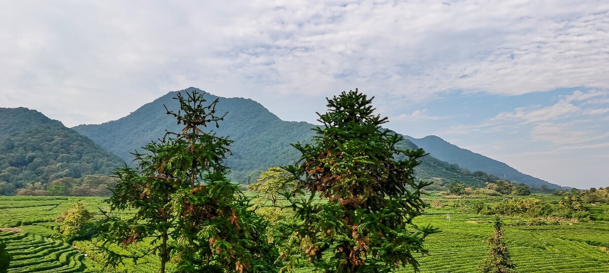 茶园 茶叶 茶村 龙坞 茶山 茶镇 龙坞茶山 杭州龙坞茶园 杭州龙坞茶村 杭州龙坞茶山