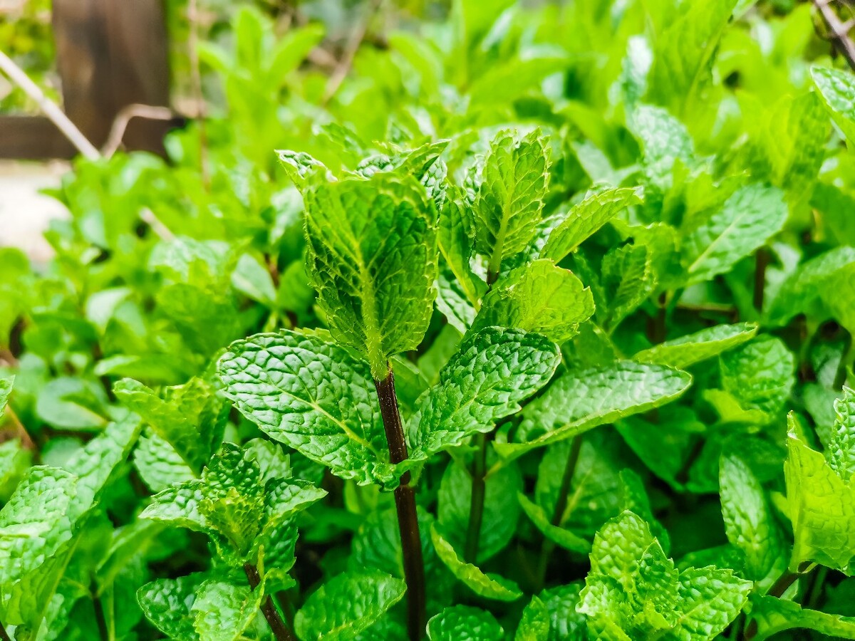 野薄荷 夜息香 薄荷 全株青气芳香 唇形科植物 多年生草本