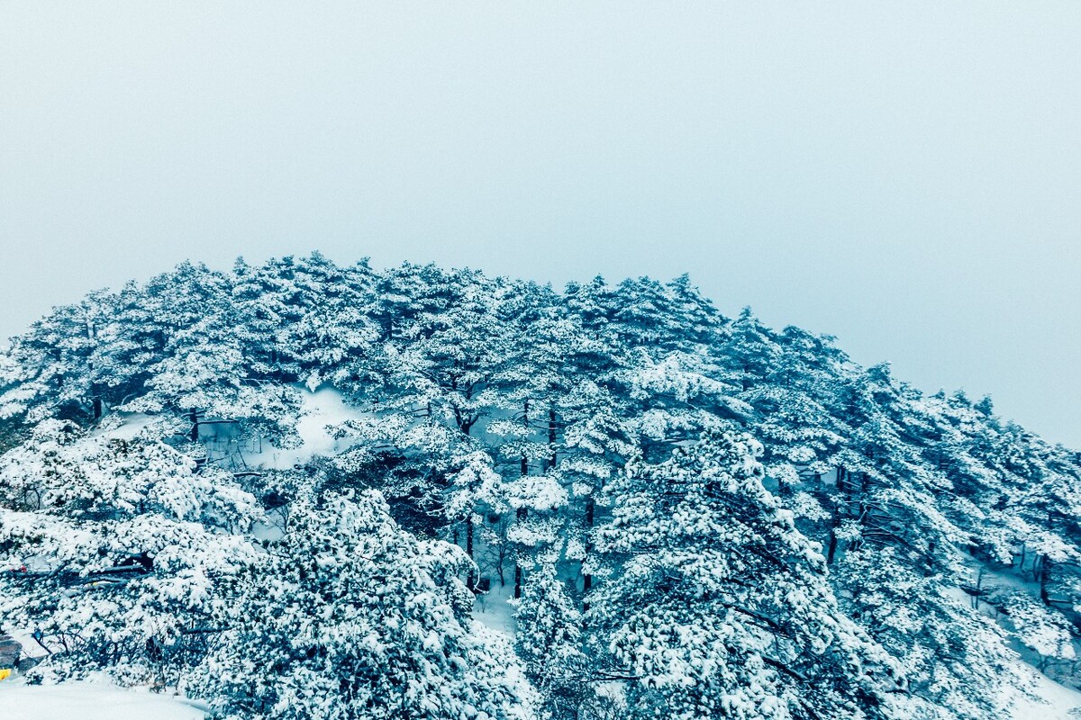 雪景 大自然 自然 风光 黄山雪景 摄影 银妆素裹 千里冰封 万里雪飘 旅游 树枝上的雪 森林雪景