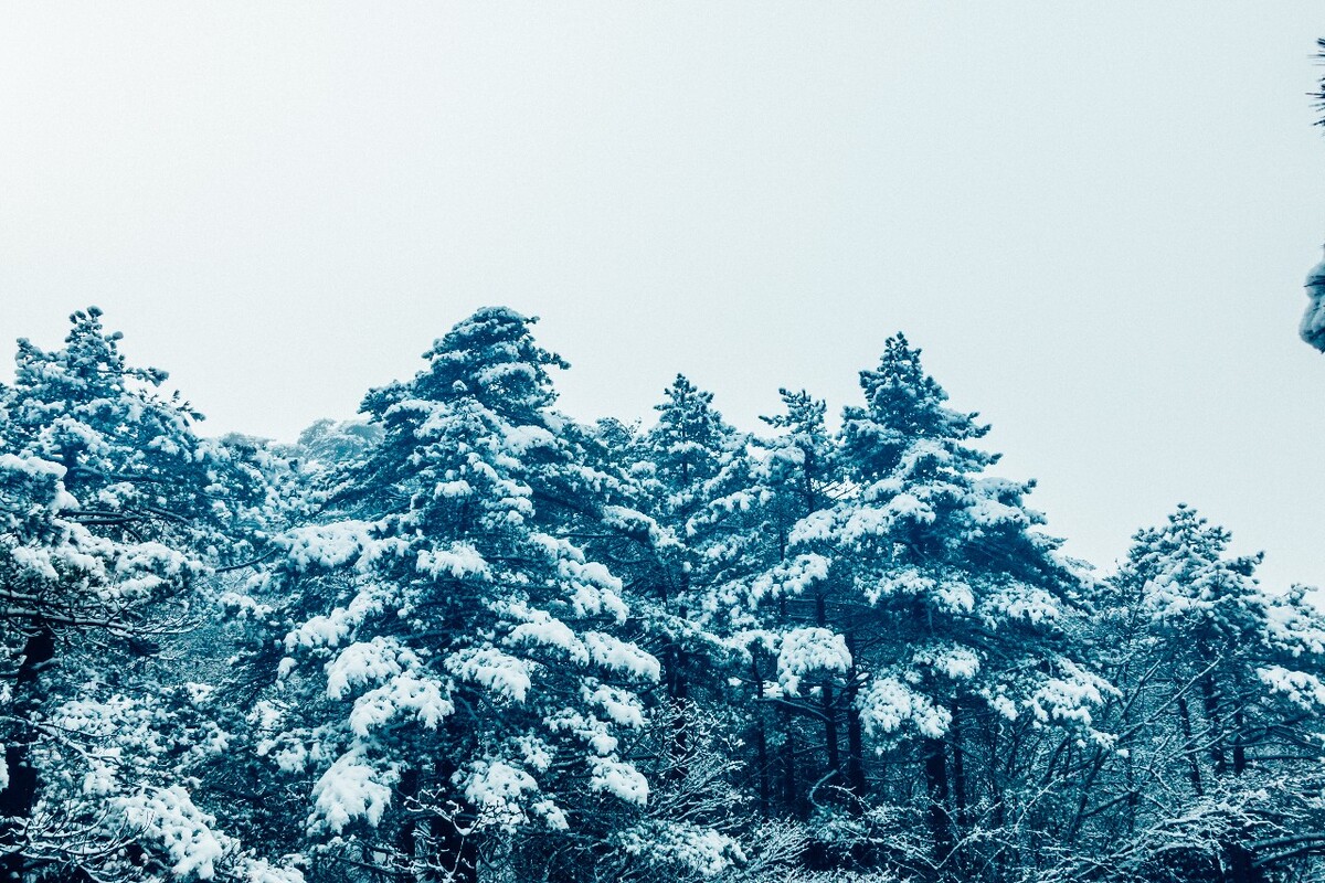 雪山 雪景 大自然 自然风光 银妆素裹 万里雪飘 黄山雪景 黄山 雪后的黄山 旅游 旅行 森林雪景