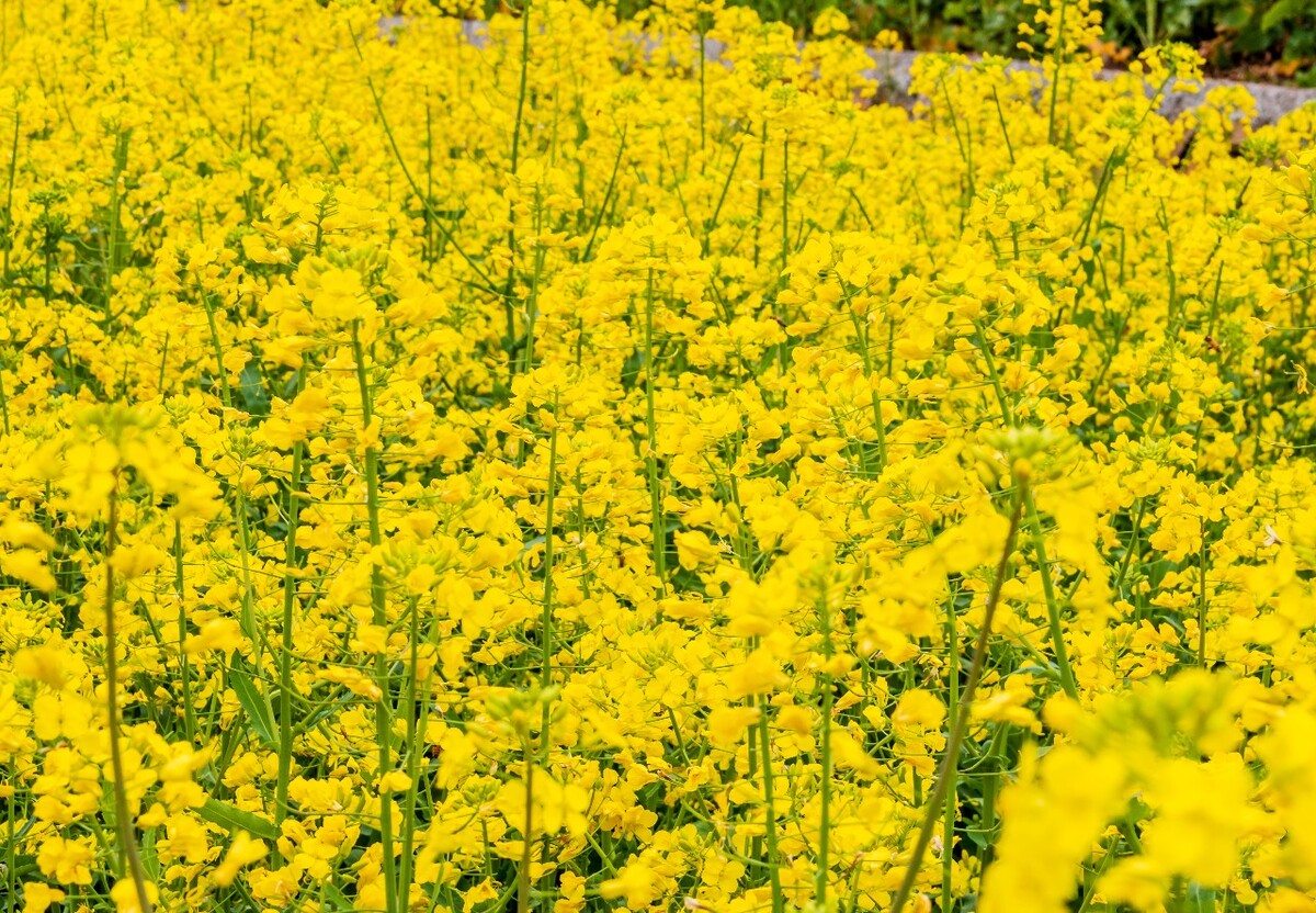 花 黄色的油菜花 油菜花 菜花 春天 芸薹 Rape flowers 植物 花朵 花儿 花卉