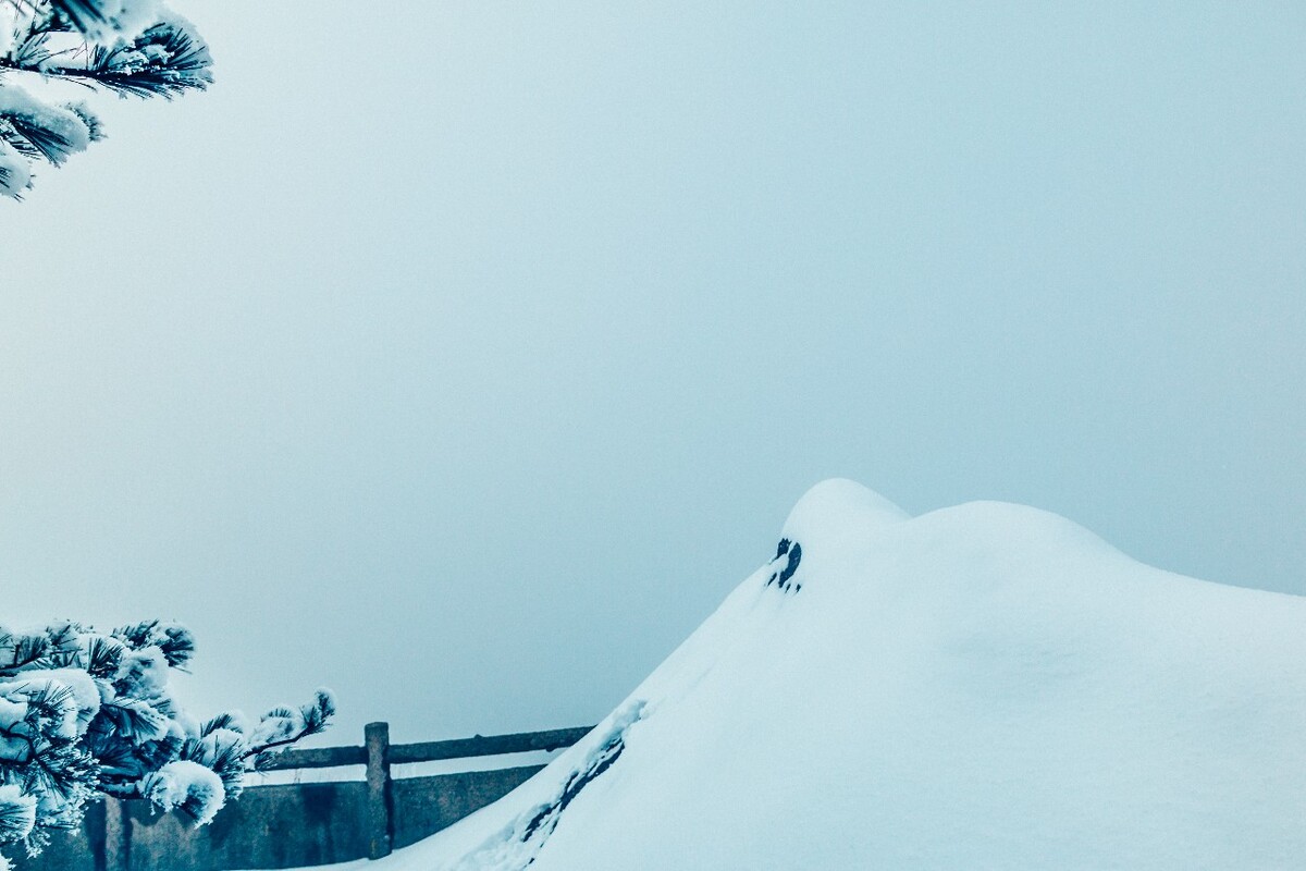 植物 雪景 大自然 自然 雪中的植物 白雪 黄山雪景 索道 黄山 森林雪景