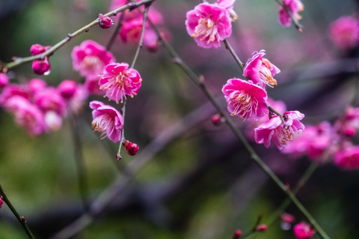 雨中梅 梅花 植物 花卉 花草 寒梅 红梅 雨中红梅 自然 风光 图片 素材 特写 梅花特写 Red plum