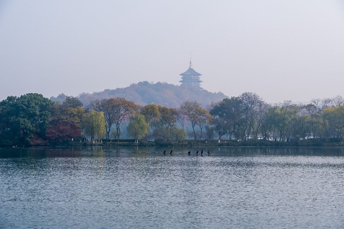 鸟 鸟类 过冬的水鸟 过冬的鸟儿 西湖 西湖水鸟 动物 飞鸟 飞禽 风光 风景 摄影 图片 高清图片 高清素材 雷锋塔