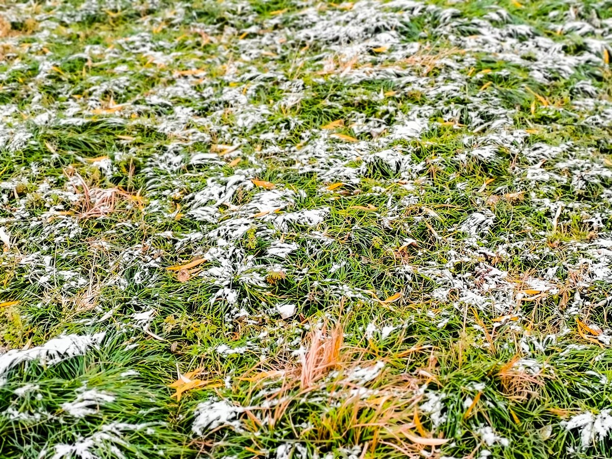 雪 初雪 杭州初雪 雪 自然 风景 地上的雪 雪景 好久不见的雪 冰晶 雪晶 草地上的雪