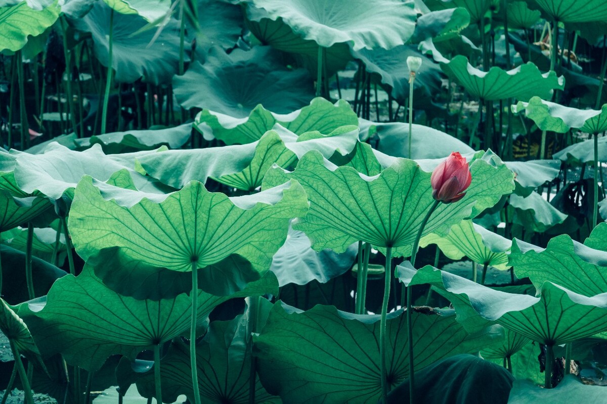 荷花 莲花 水芙蓉 草本花卉 莲花 水芙蓉 藕花 芙蕖 水芝 水华 泽芝 中国莲 摄影 特写