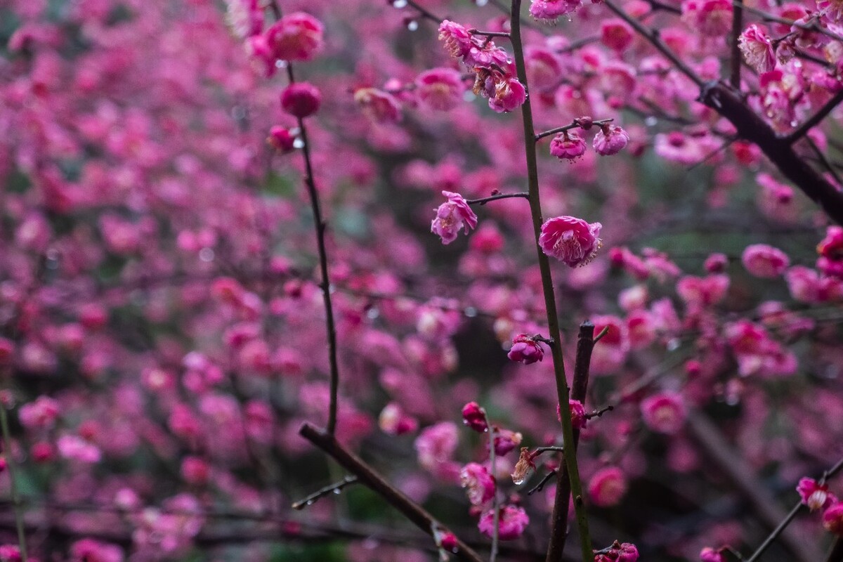 雨中梅 梅花 植物 花卉 花草 寒梅 红梅 雨中红梅 自然 风光 图片 素材 特写 梅花特写 Red plum
