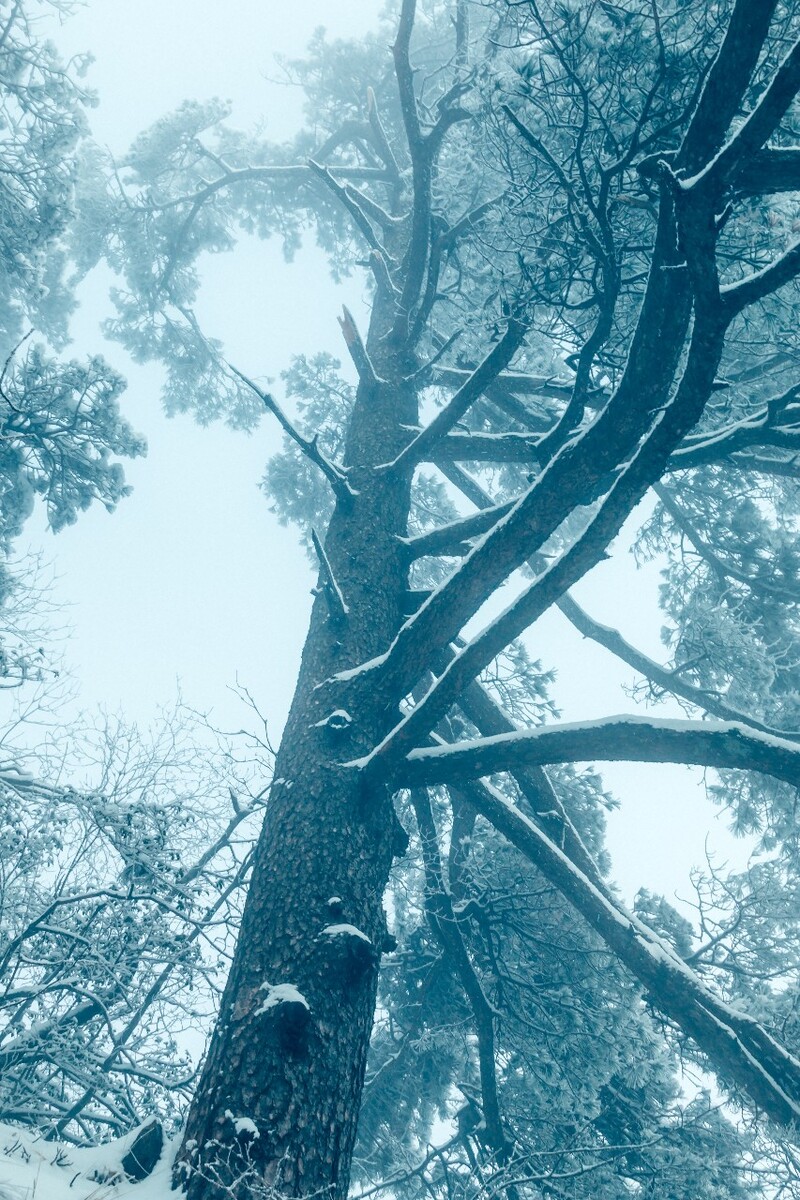 雪景 自然 风景 自然风光 大自然 黄山雪景 黄山风光 树枝上的雪 积雪 千里冰封 万里雪飘 银妆素裹