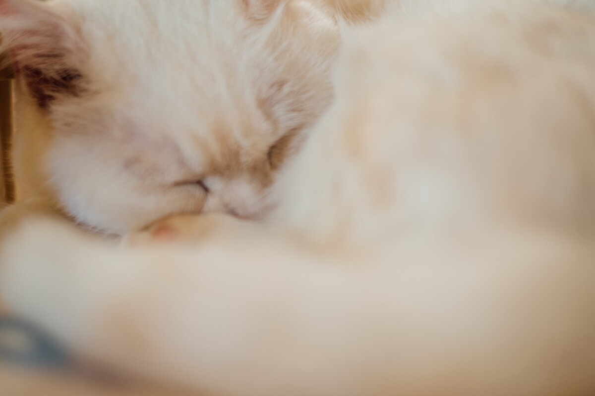 猫 猫科动物 动物 猫亚科 豹亚科 猫咪 家猫 野猫 喵星人 可爱的猫猫 英短 虎斑 贪睡的猫猫