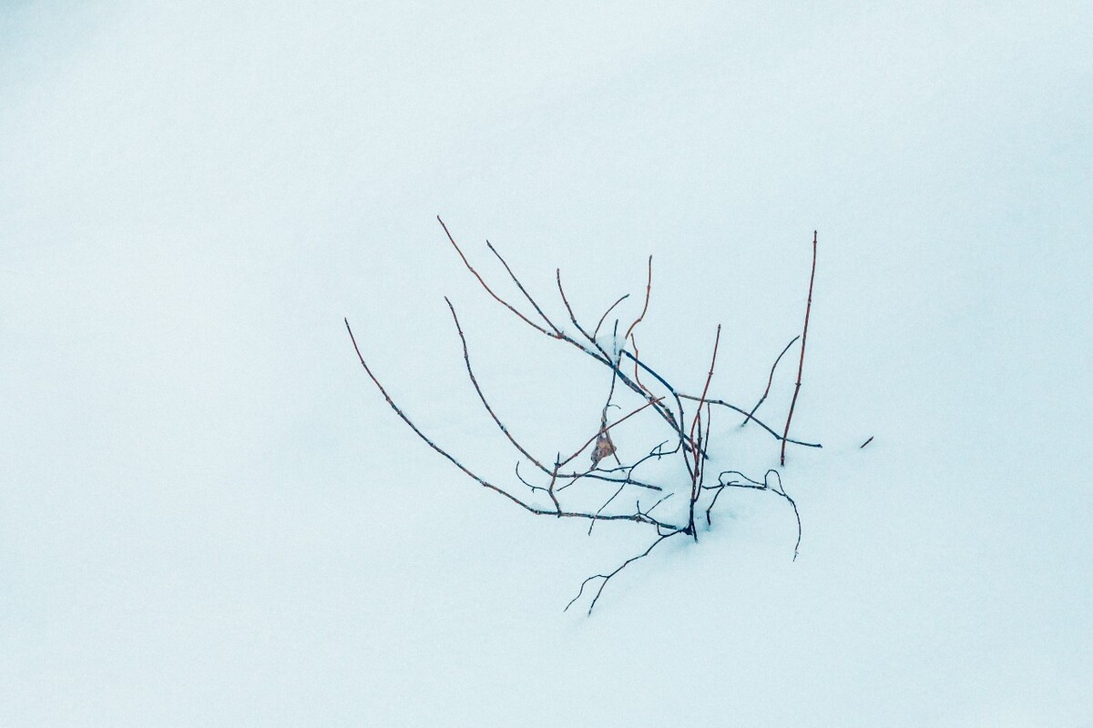 植物 雪景 大自然 自然 雪中的植物 白雪 黄山雪景 索道 黄山 森林雪景