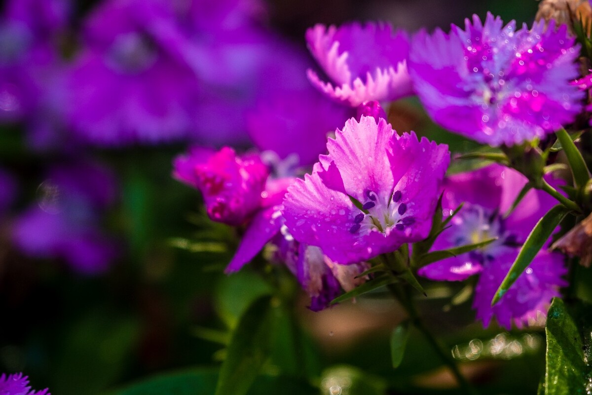 花儿 花卉 花草 自然 风景 风光 摄影 图片 素材 植物 小花 石竹