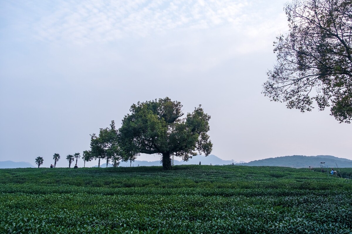 茶园风光 自然风光 茶树 茶园 龙井茶园 杭州 龙井茶园 自然 云彩 网红茶树 椰子树 摄影