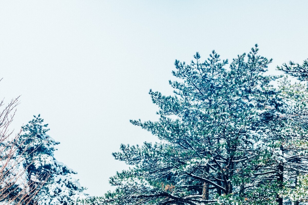 雪景 大自然 自然 风光 黄山雪景 摄影 银妆素裹 千里冰封 万里雪飘 旅游 树枝上的雪 森林雪景