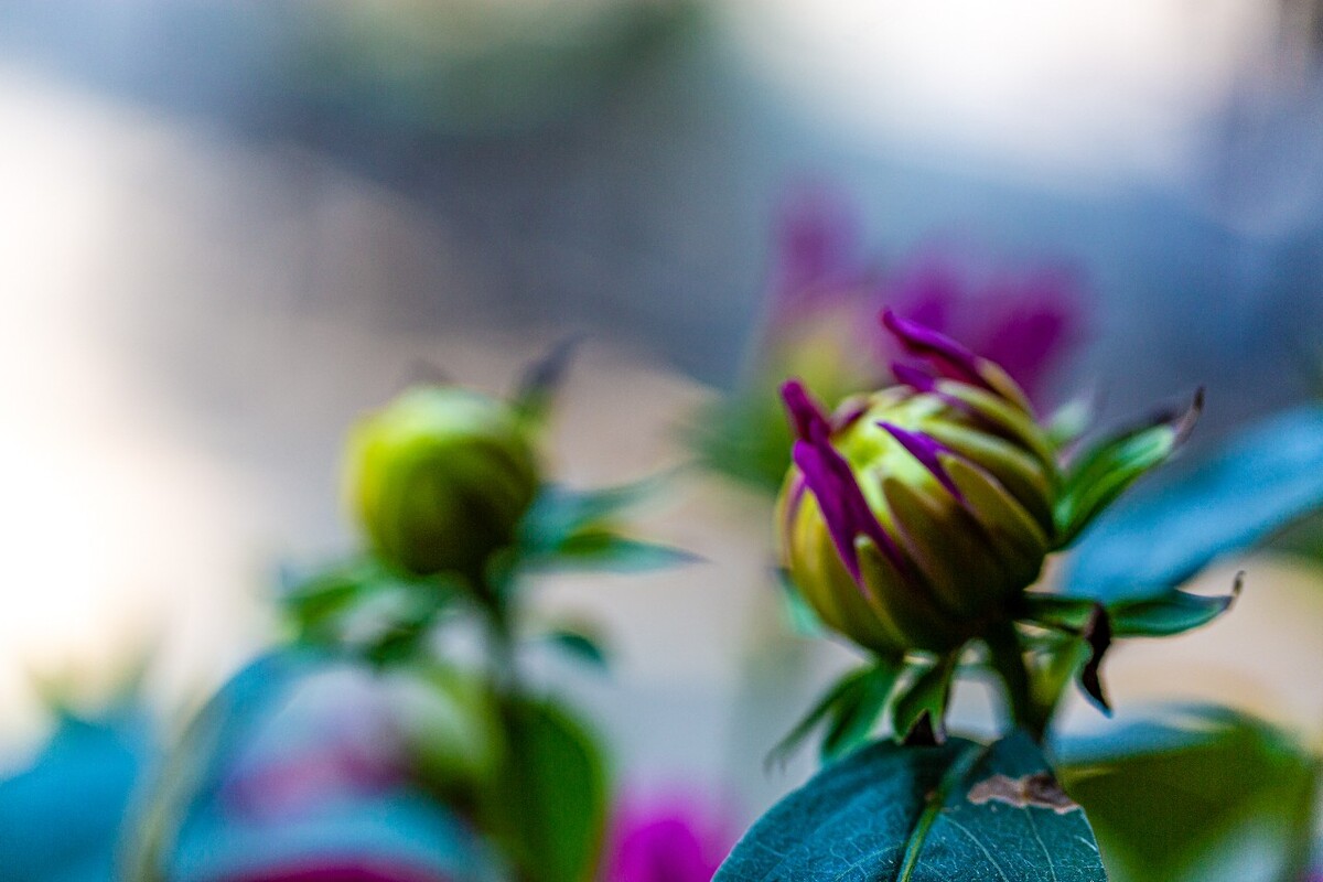 大丽花  大理花 天竺牡丹、 东洋菊  大丽菊 细粉莲 地瓜花 植物 花草