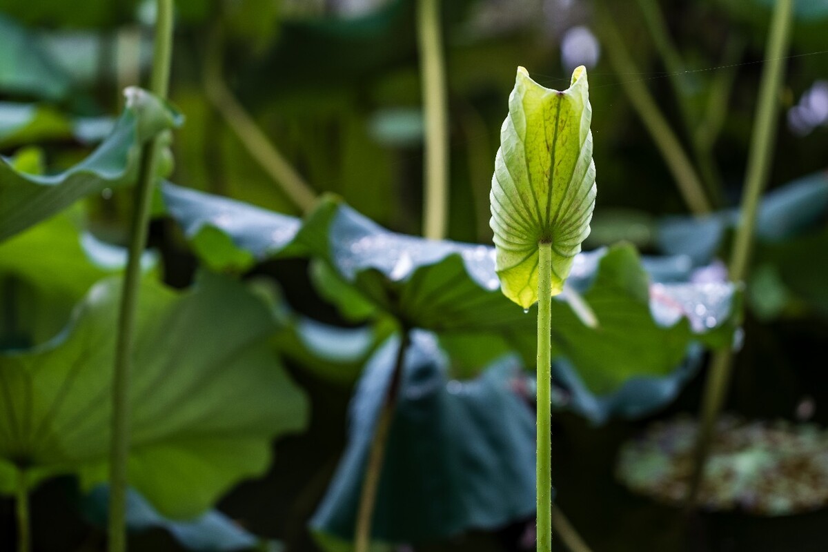 荷叶 荷塘 荷 植物 叶子 莲花 水芙蓉 莲花 水芙蓉 藕花 芙蕖 水芝 水华 泽芝 中国莲 摄影 特写 自然 风光