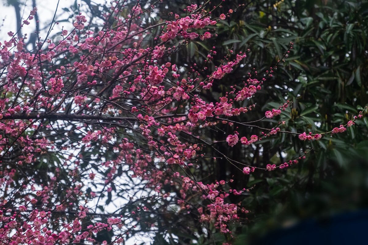 梅花 红梅 花 植物 树 花卉 花儿 盛开的梅花 梅 寒梅 摄影 图片 素材 Red plum 观梅 赏梅 梅林 梅花盛开 雨中红梅 雨中梅花