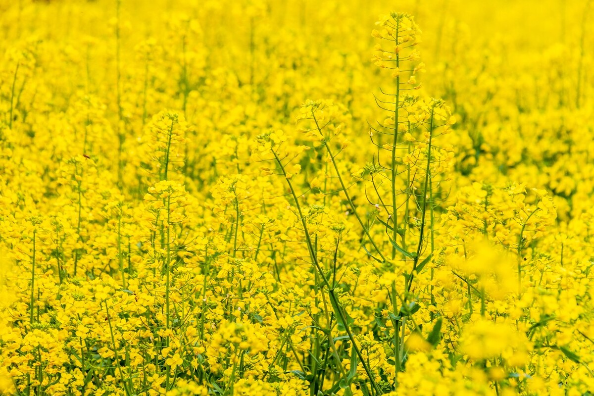 花 黄色的油菜花 油菜花 菜花 春天 芸薹 Rape flowers 植物 花朵 花儿 花卉