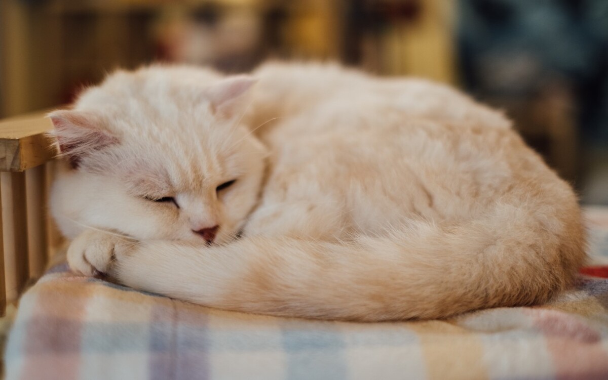 猫 宠物 动物 图片 摄影 喵星人 猫猫