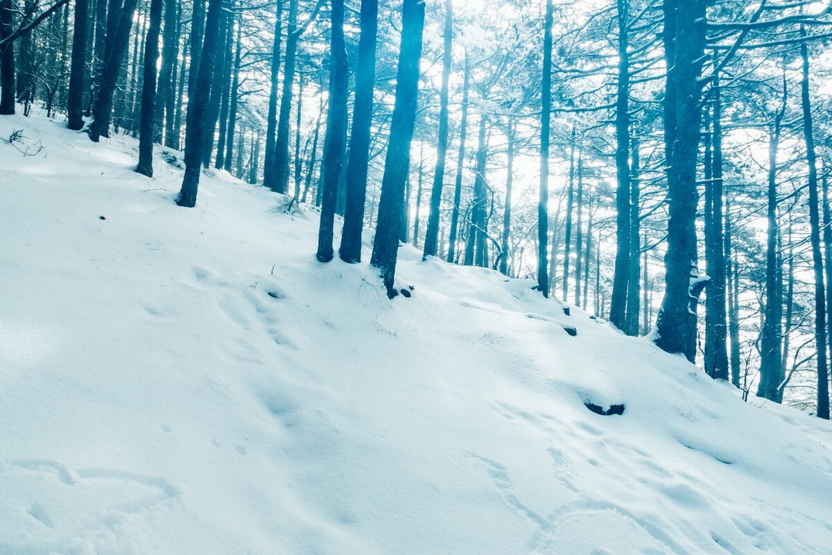 雪景 自然 风景 自然风光 大自然 黄山雪景 黄山风光 树枝上的雪 积雪 千里冰封 万里雪飘 银妆素裹