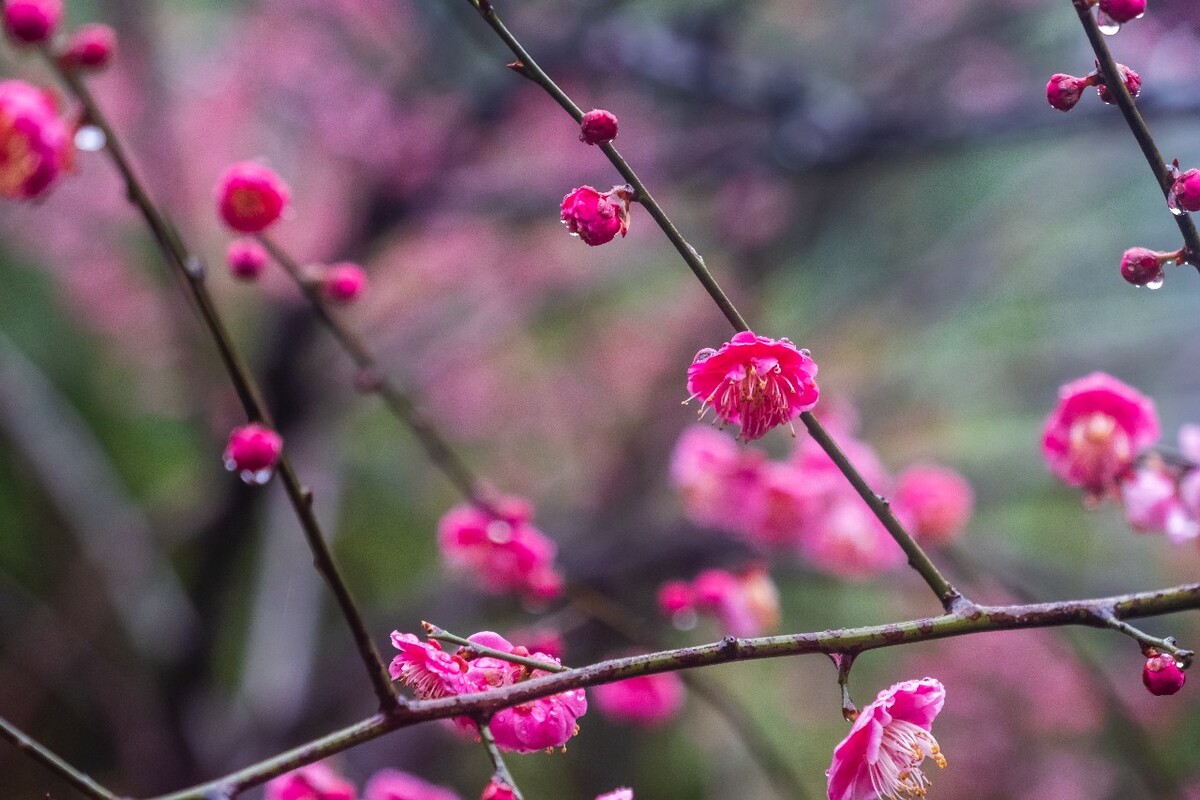雨中梅 梅花 植物 花卉 花草 寒梅 红梅 雨中红梅 自然 风光 图片 素材 特写 梅花特写 Red plum