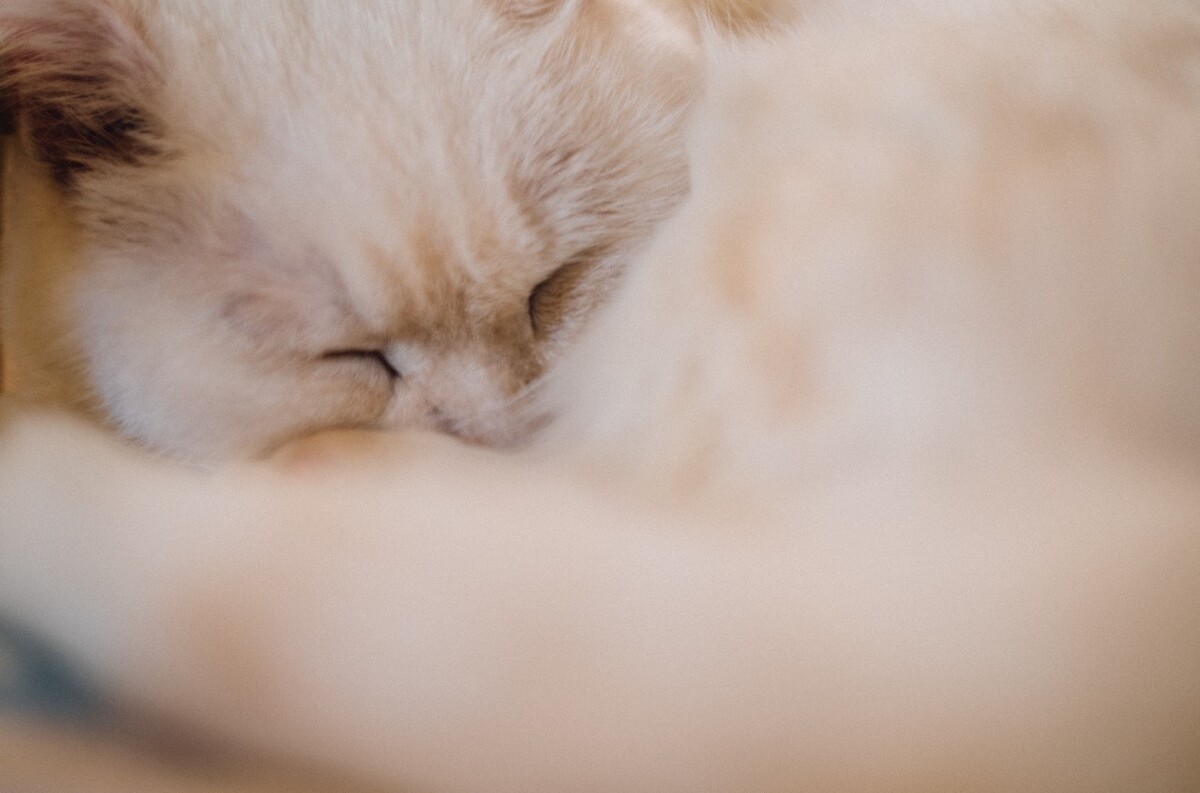 猫 猫科动物 动物 猫亚科 豹亚科 猫咪 家猫 野猫 喵星人 可爱的猫猫 英短 虎斑