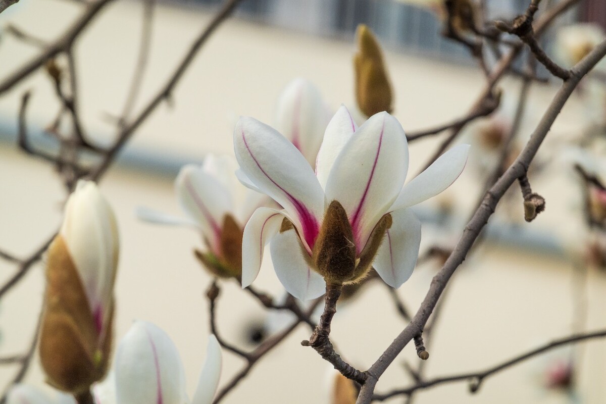 白玉兰 木兰 玉兰花 迎春花 望春 应春花 玉堂春 辛夷花 玉兰