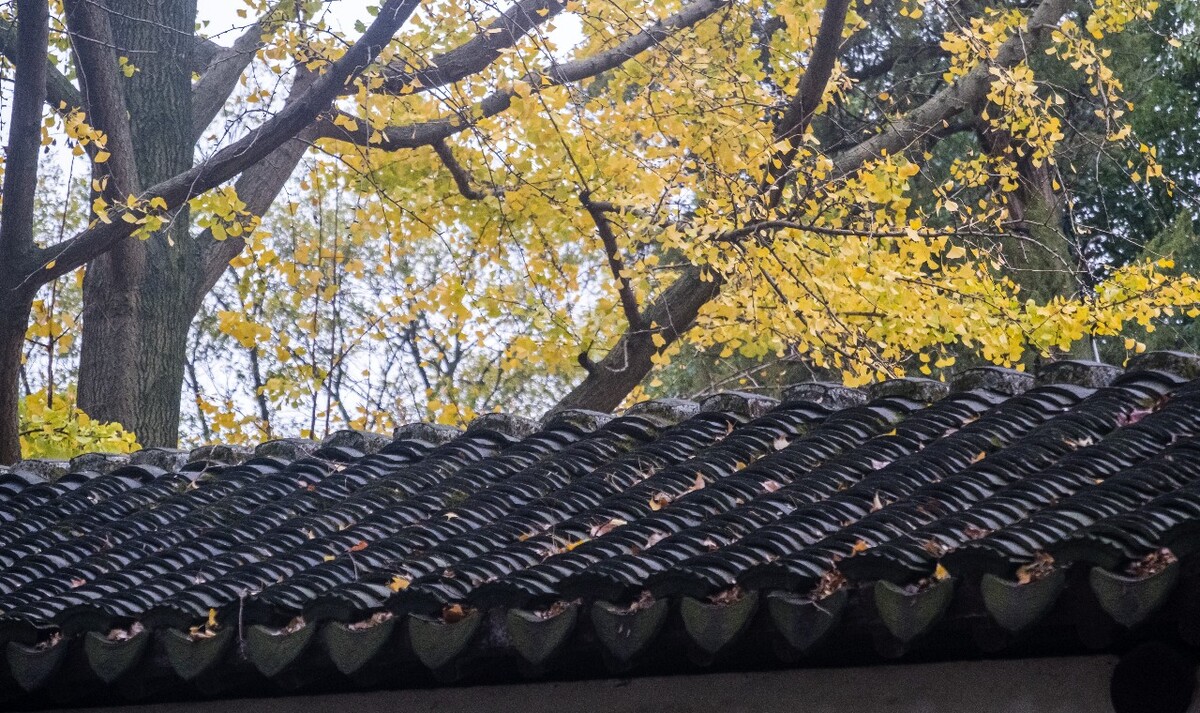建筑 银杏树叶 白果树叶 叶子 落叶 秋意 秋色 一叶知秋 瓦片 瓦 摄影 图片素材 高清大图