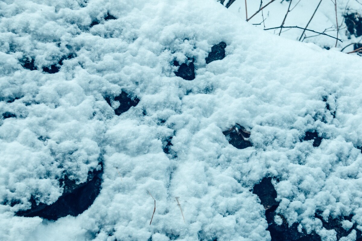 植物 雪景 大自然 自然 雪中的植物 白雪 黄山雪景 石头上的雪 黄山 森林雪景 银妆素裹 摄影