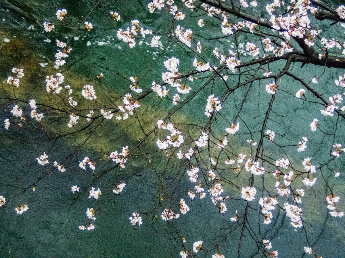 樱花 东京樱花 日本樱花 Cherry Tree 花卉 花儿 植物 花朵 特写 自然 风光 风景