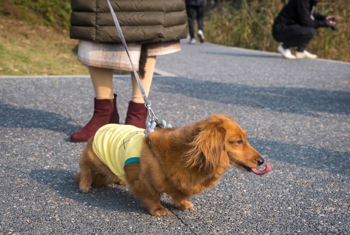腊肠犬 金毛 狗狗 宠物 旺星人 摄影 特写 图片 宠物摄影 猎犬